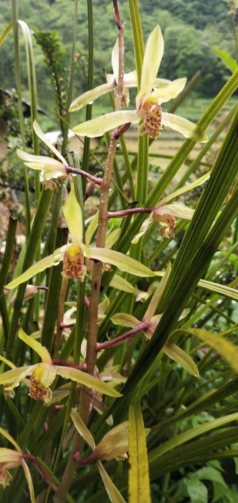 兰花，春兰，惠兰浓香型下山兰花，各种下山兰花