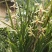 兰花，春兰，惠兰浓香型下山兰花，各种下山兰花