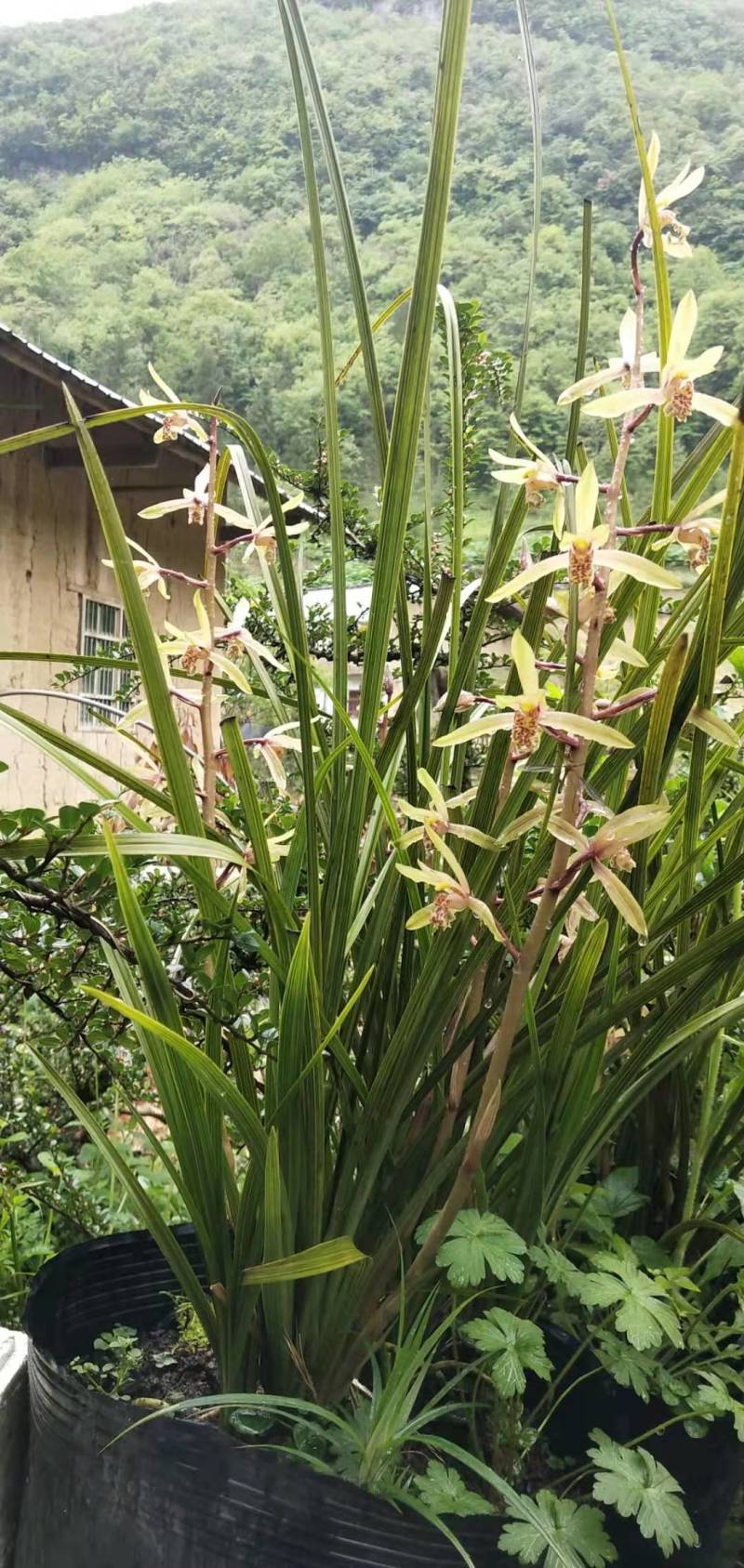 兰花，春兰，惠兰浓香型下山兰花，各种下山兰花