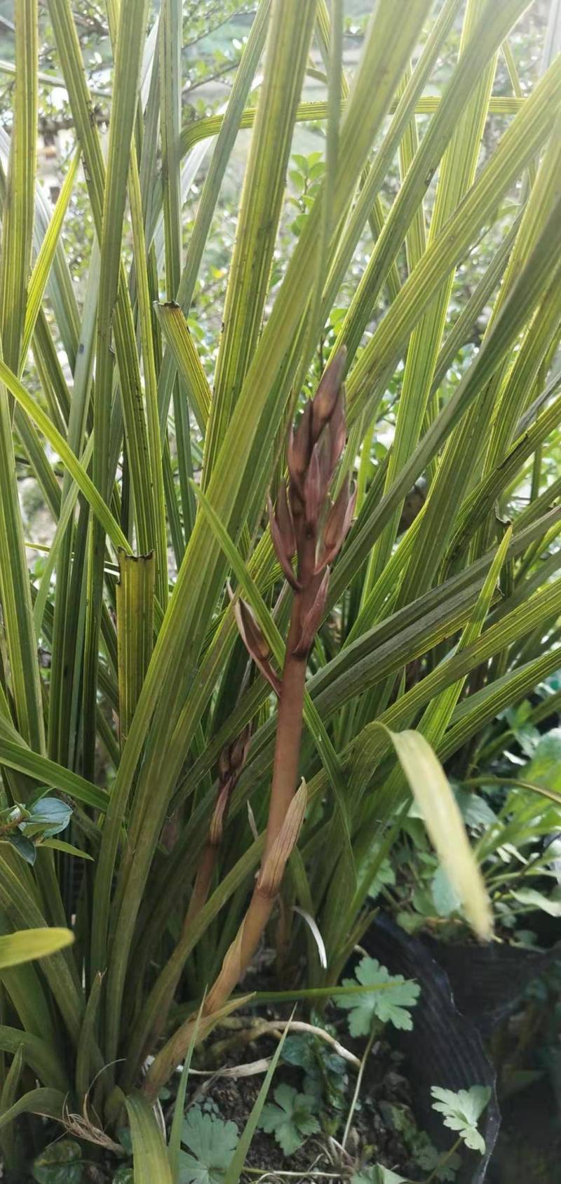 兰花，春兰，惠兰浓香型下山兰花，各种下山兰花
