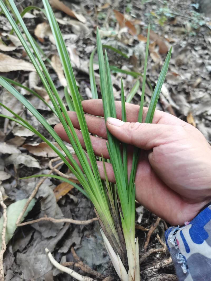 兰花，春兰，惠兰浓香型下山兰花，各种下山兰花