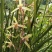 兰花，春兰，惠兰浓香型下山兰花，各种下山兰花