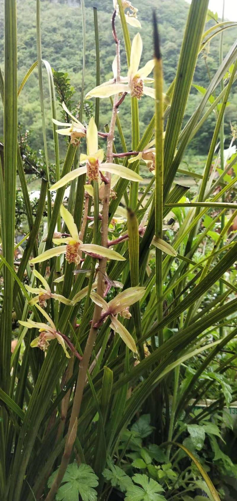 兰花，春兰，惠兰浓香型下山兰花，各种下山兰花