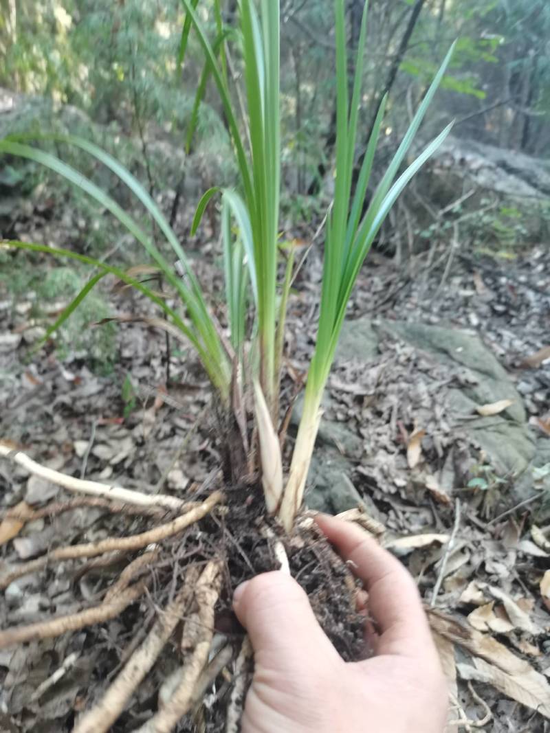 兰花，春兰，惠兰浓香型下山兰花，各种下山兰花