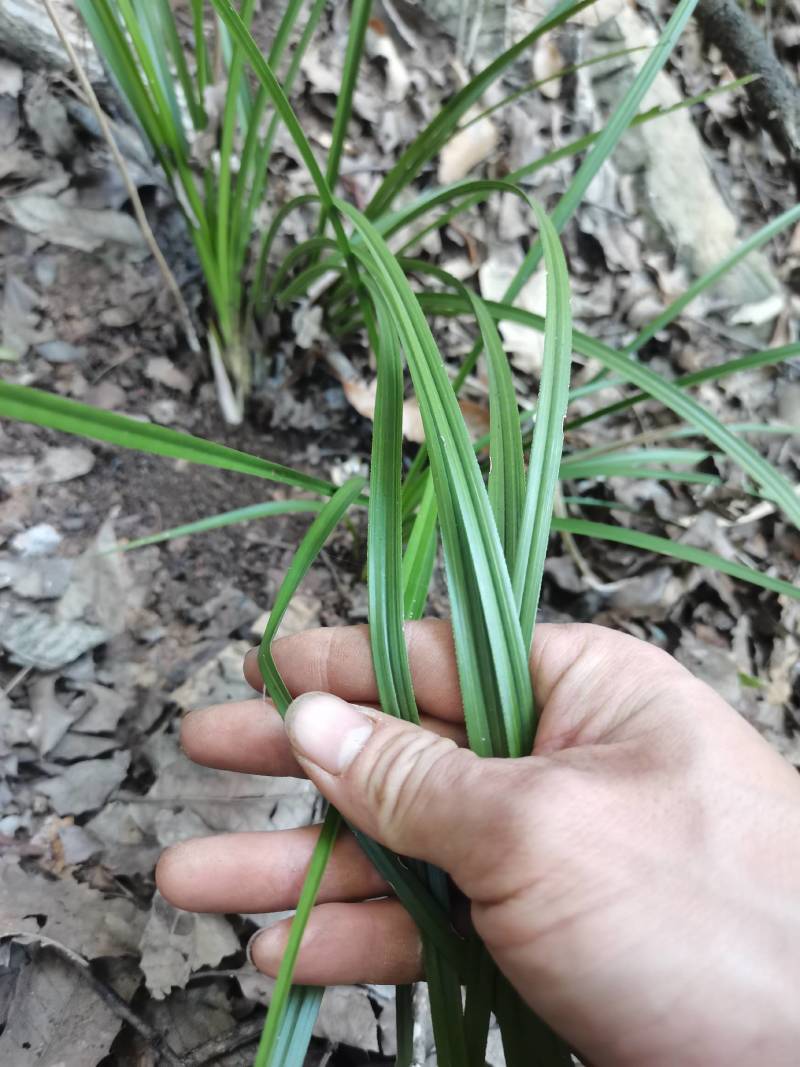 兰花，春兰，惠兰浓香型下山兰花，各种下山兰花