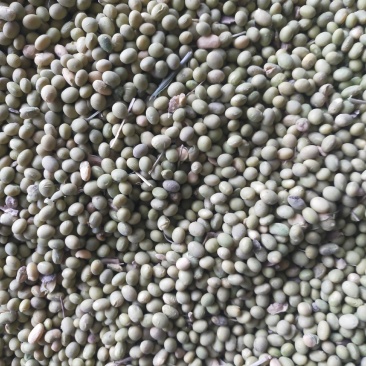 青豆，优质双青豆大量供应