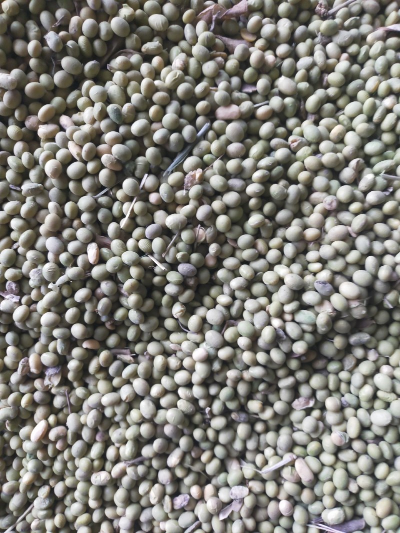 青豆，优质双青豆大量供应