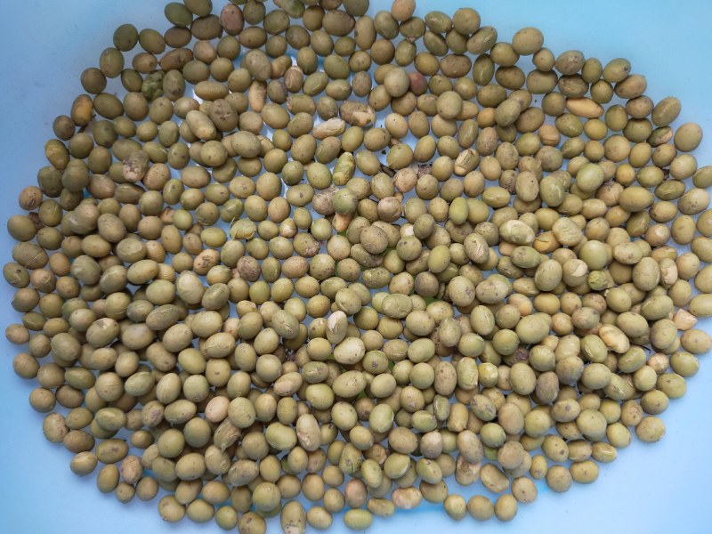 青豆，优质双青豆大量供应