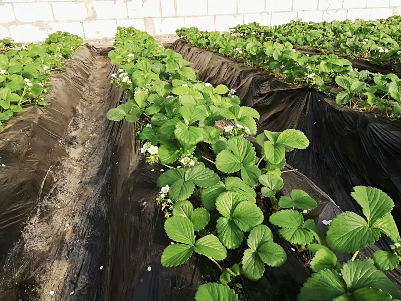 地膜农地膜塑料薄膜纯黑防草地膜黑地膜