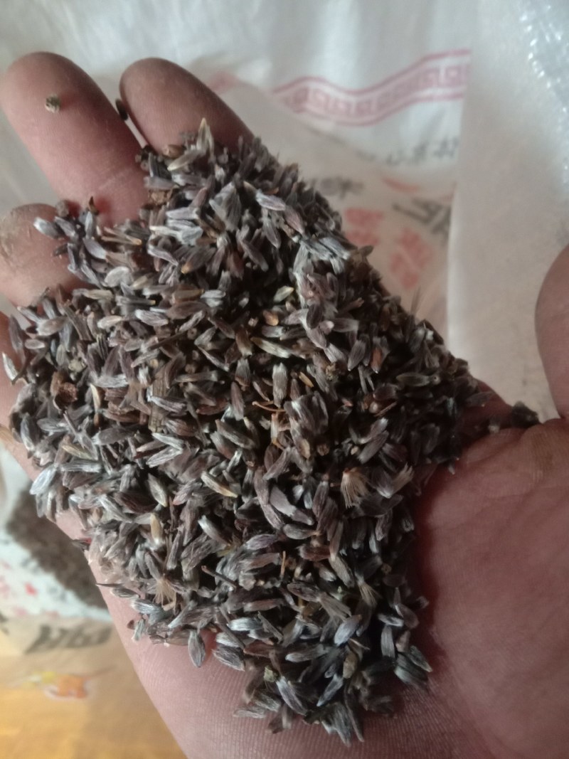 苍术种子，野生移栽北苍术，含量高香味浓。量大可以优惠