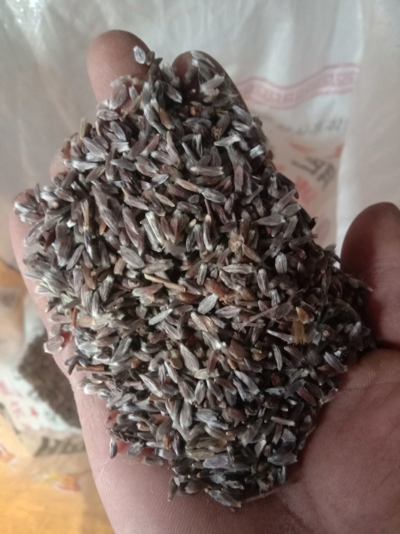 苍术种子，野生移栽北苍术，含量高香味浓。量大可以优惠