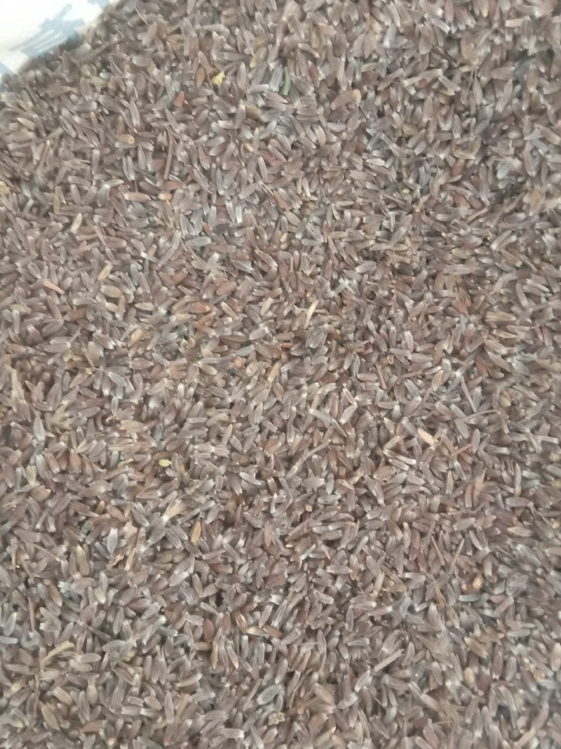 苍术种子，野生移栽北苍术，含量高香味浓。量大可以优惠