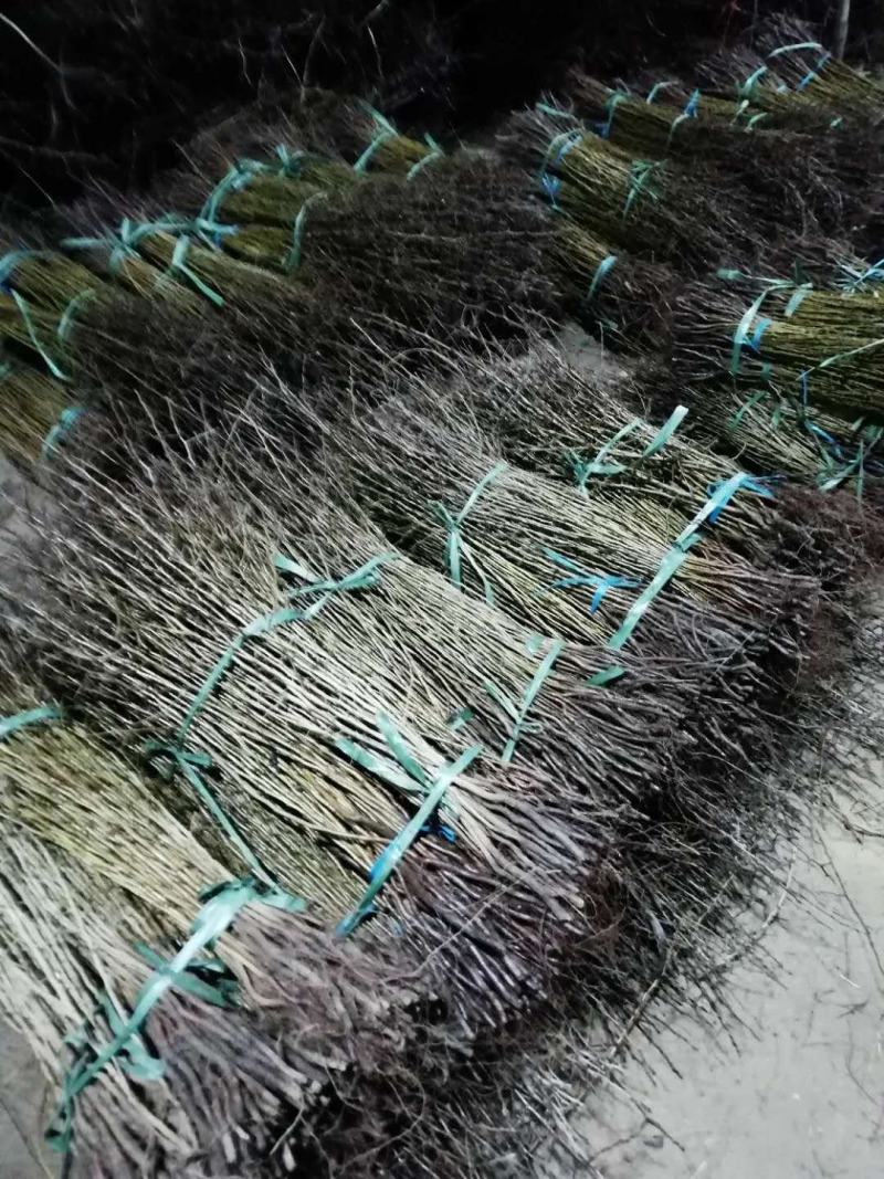 【杜梨苗】是嫁接各种优良早中晚期品种梨的母本
