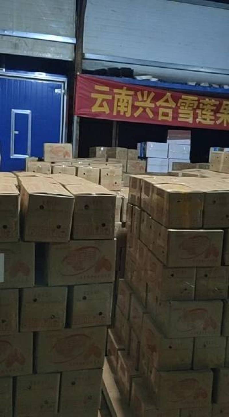 雪莲果25年新果上市了一件代发批发市场精品社区团购