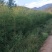 互叶百千层，精油，包回收，包技术指导，一年有产量