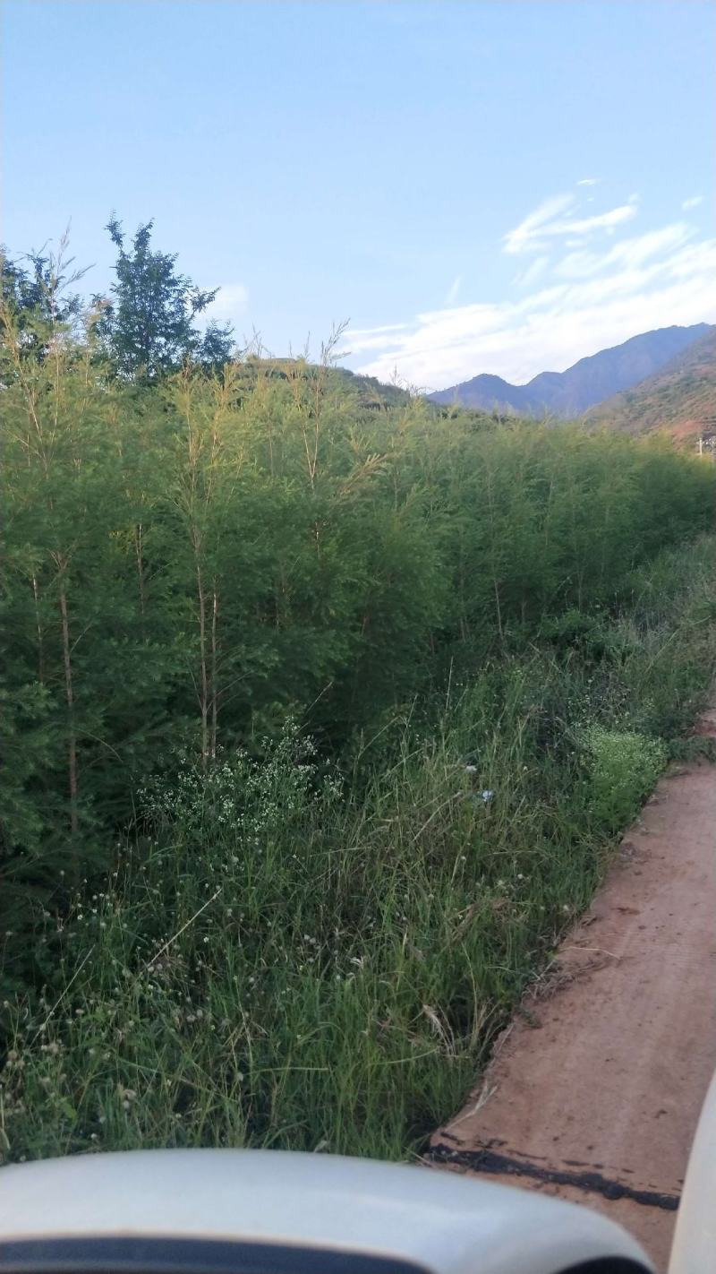 互叶百千层，精油，包回收，包技术指导，一年有产量