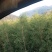互叶百千层，精油，包回收，包技术指导，一年有产量