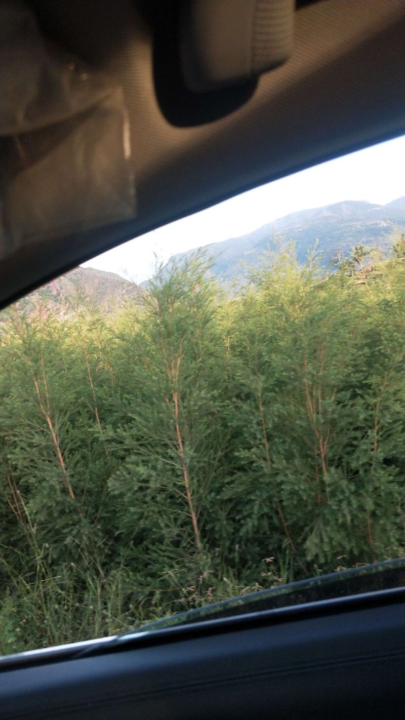 互叶百千层，精油，包回收，包技术指导，一年有产量