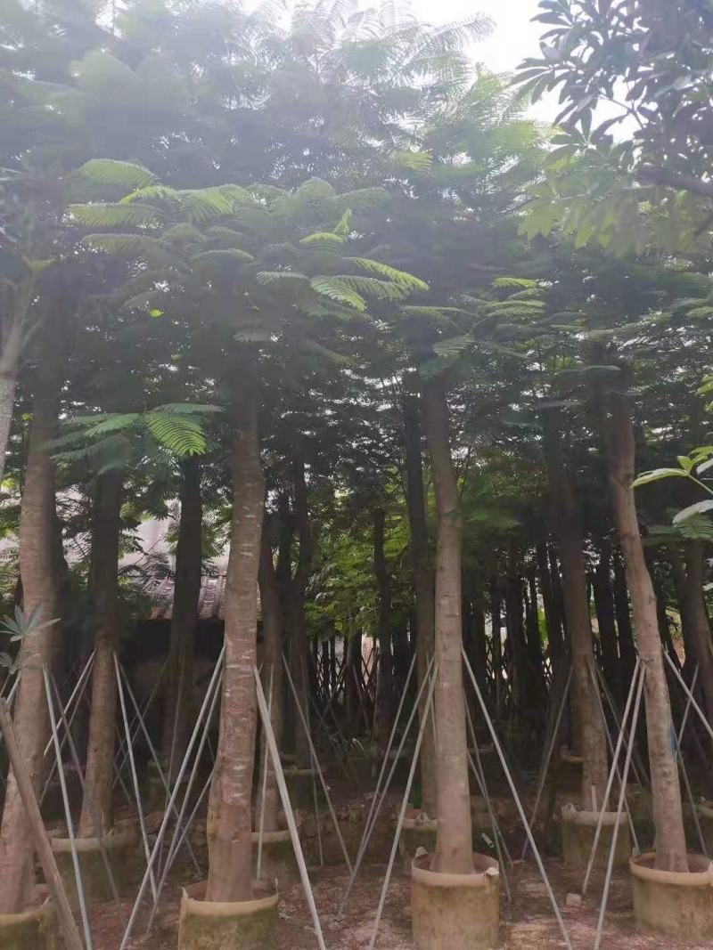 保质保量凤凰木15-25公分欢迎来电咨询采购