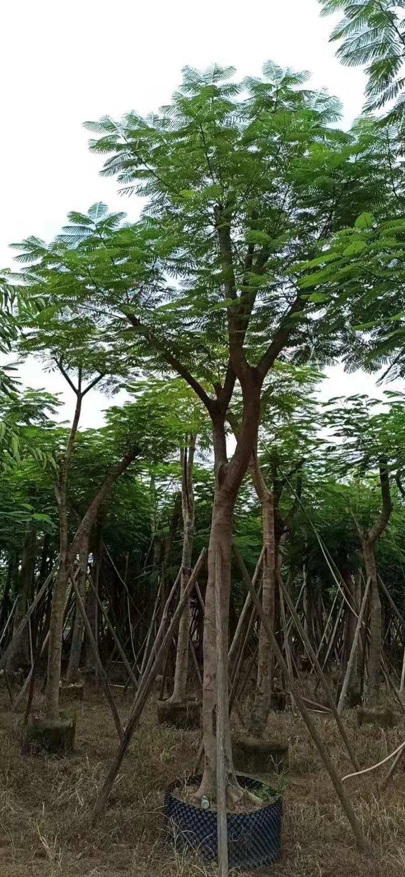保质保量凤凰木15-25公分欢迎来电咨询采购