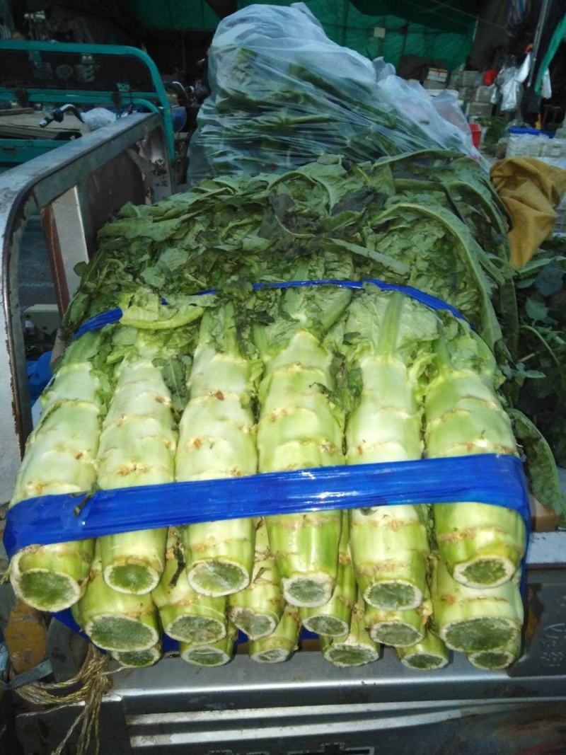 青皮莴苣红尖叶莴苣现在有货