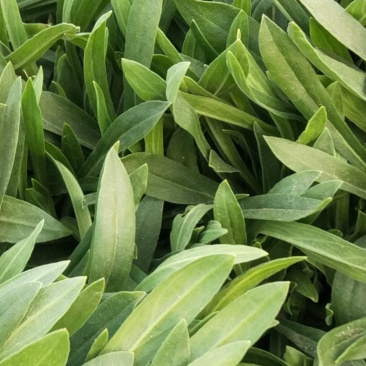 面条菜大量上市，正在热卖中。
