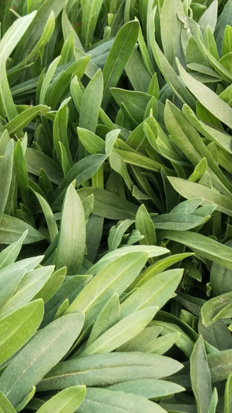 面条菜大量上市，正在热卖中。