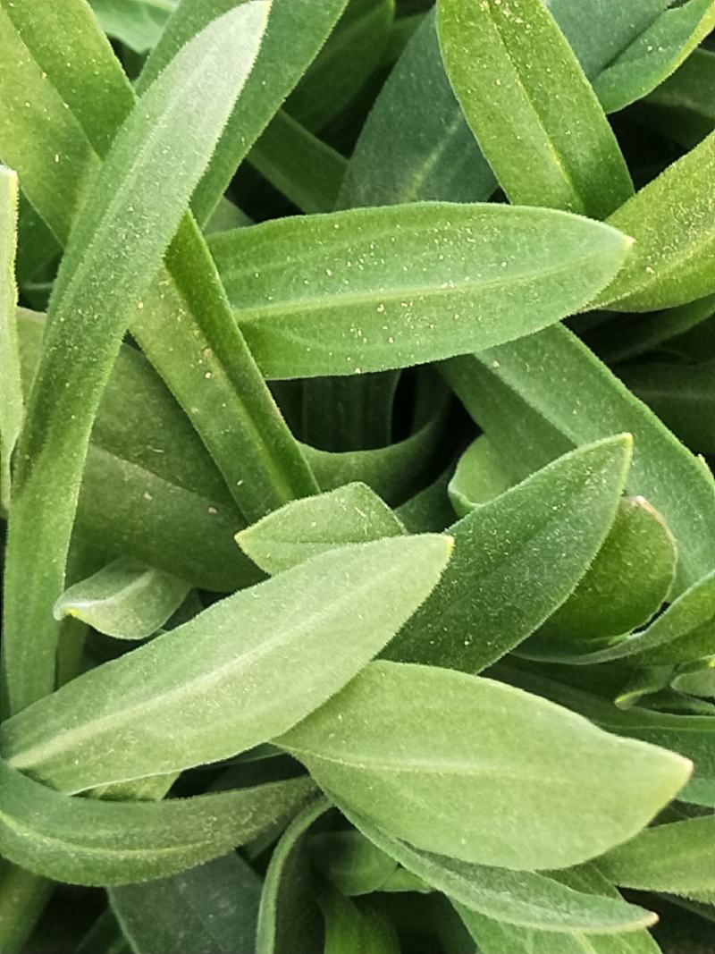 面条菜大量上市，正在热卖中。