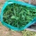面条菜大量上市，正在热卖中。