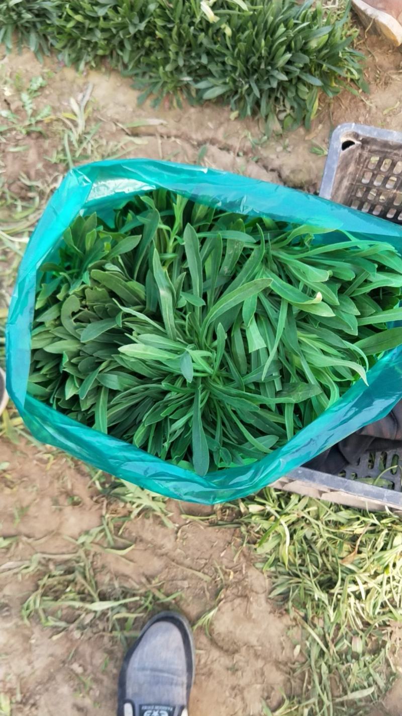 面条菜大量上市，正在热卖中。