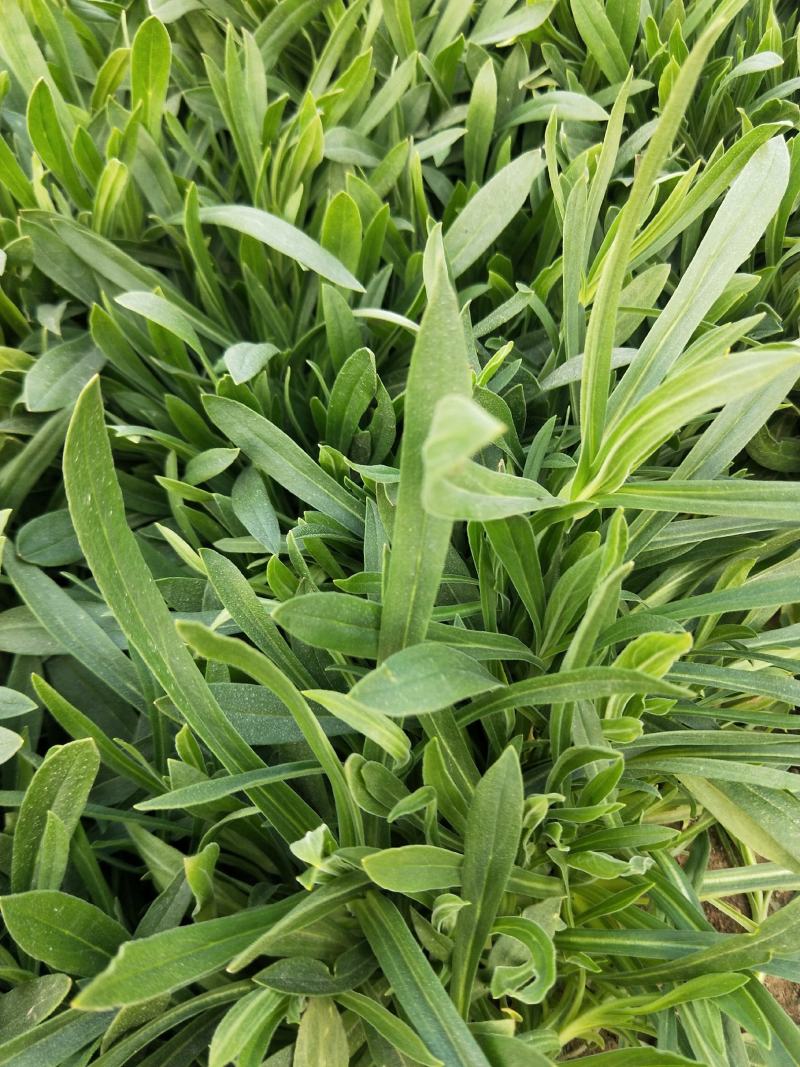 面条菜大量上市，正在热卖中。