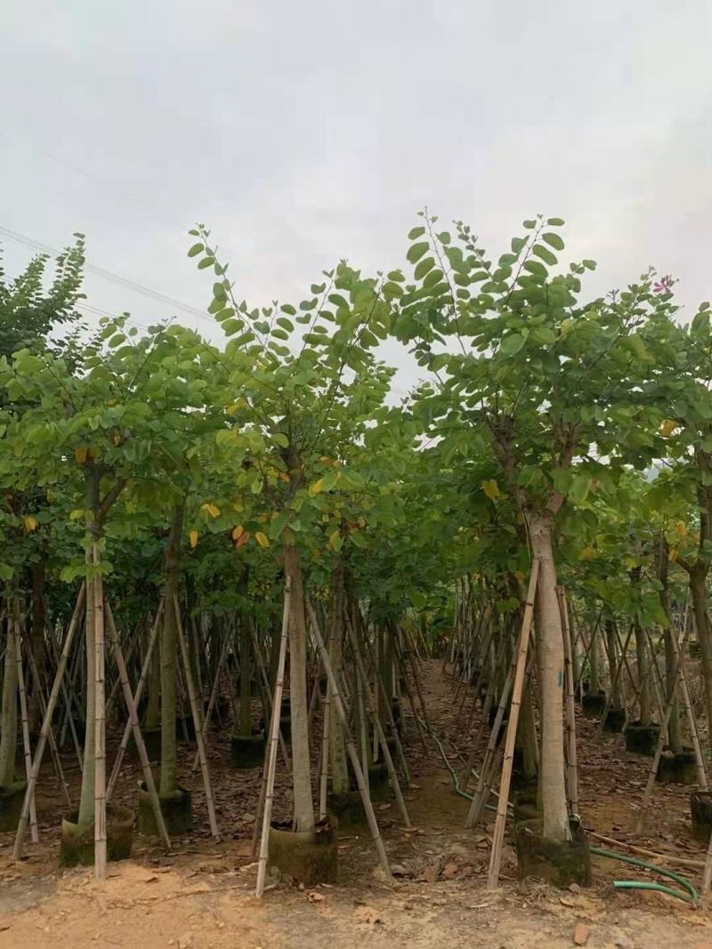 红花紫荆10-16公分大量供应欢迎来电咨询采购