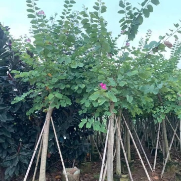 红花紫荆10-16公分大量供应欢迎来电咨询采购