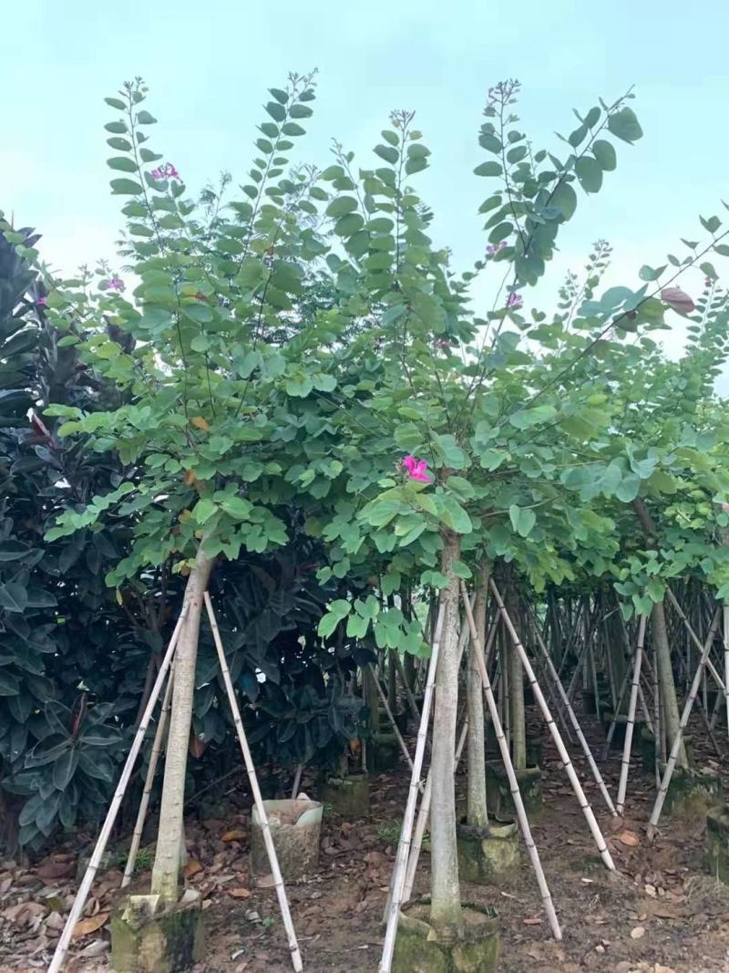 红花紫荆10-16公分大量供应欢迎来电咨询采购
