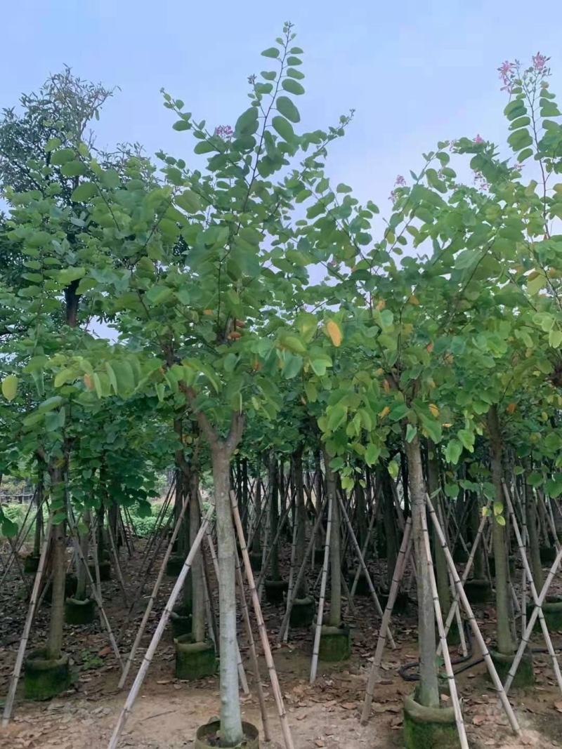 红花紫荆10-16公分大量供应欢迎来电咨询采购