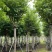 红花紫荆10-16公分大量供应欢迎来电咨询采购