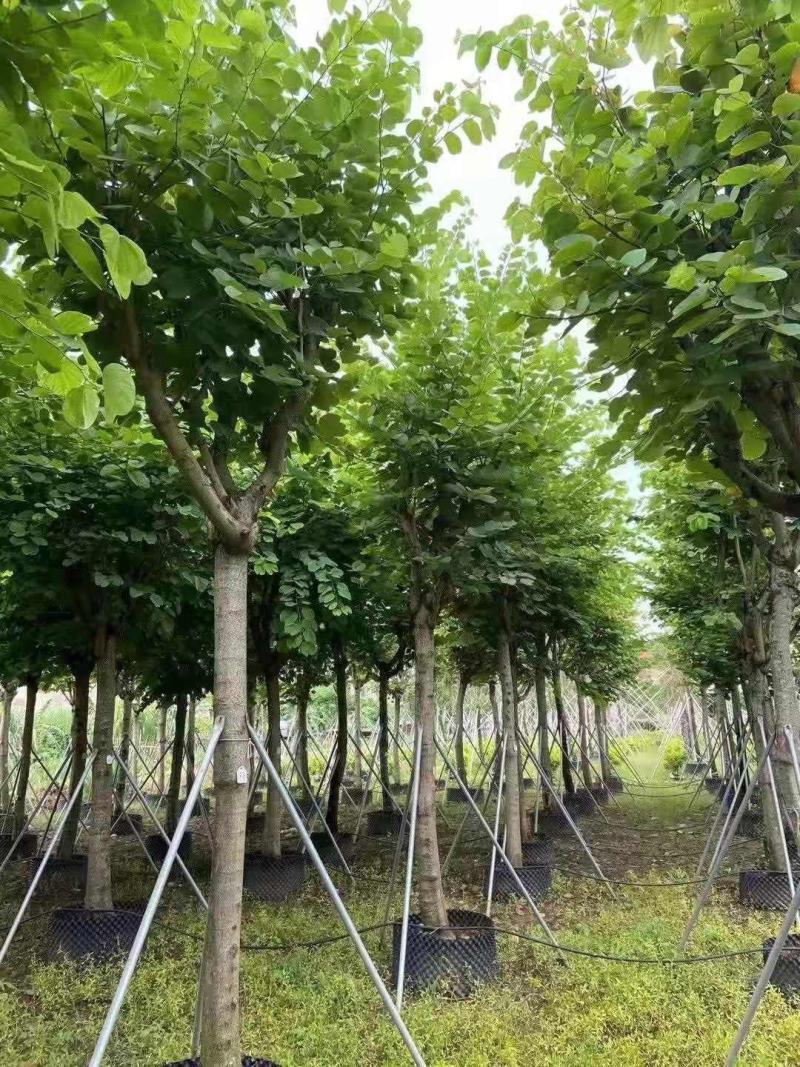 红花紫荆10-16公分大量供应欢迎来电咨询采购