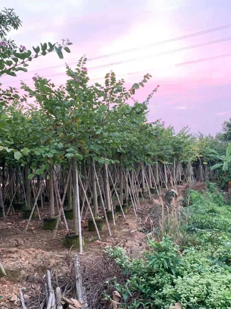 红花紫荆10-16公分大量供应欢迎来电咨询采购