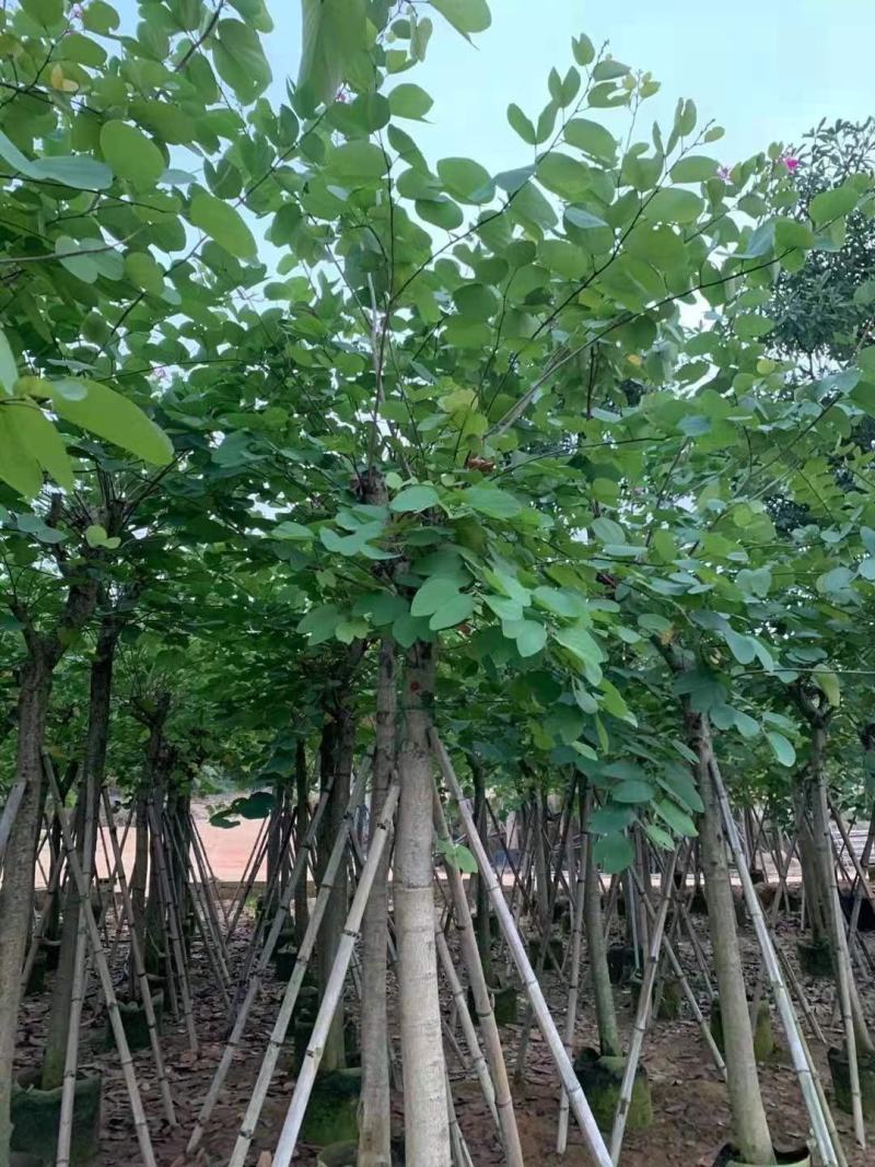 红花紫荆10-16公分大量供应欢迎来电咨询采购