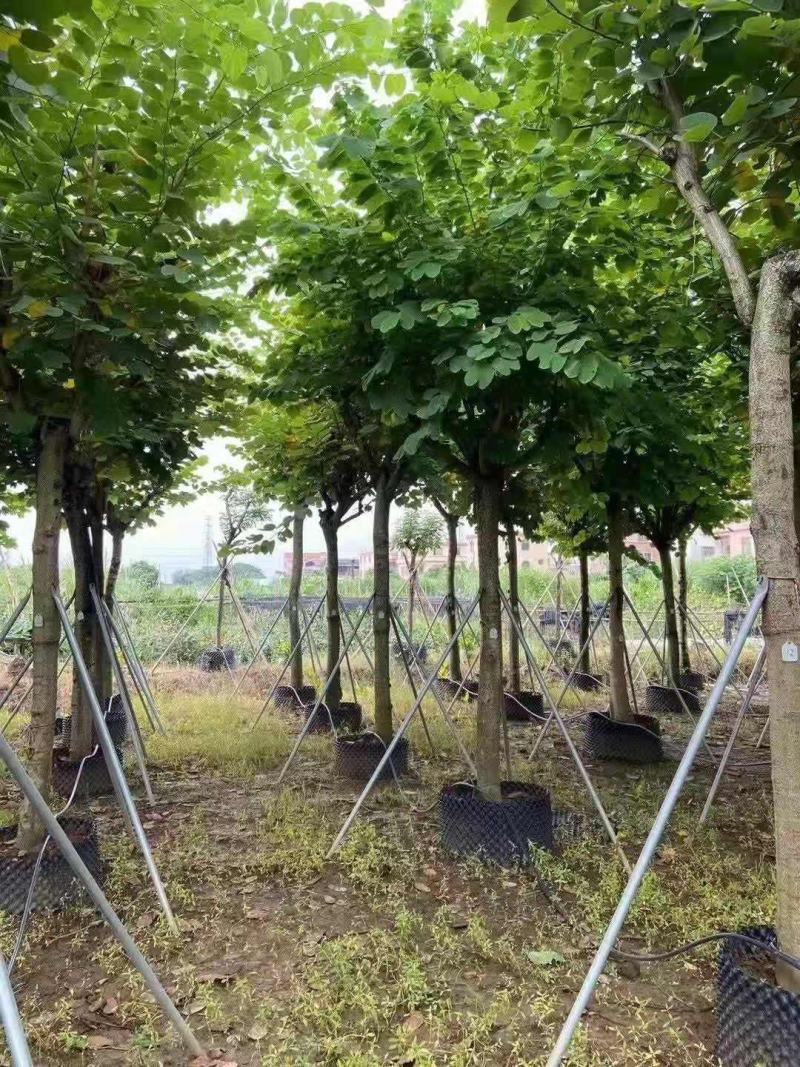 红花紫荆10-16公分大量供应欢迎来电咨询采购