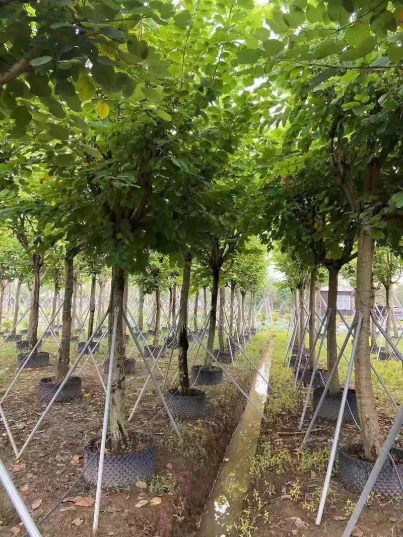 红花紫荆10-16公分大量供应欢迎来电咨询采购
