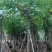 红花紫荆10-16公分大量供应欢迎来电咨询采购