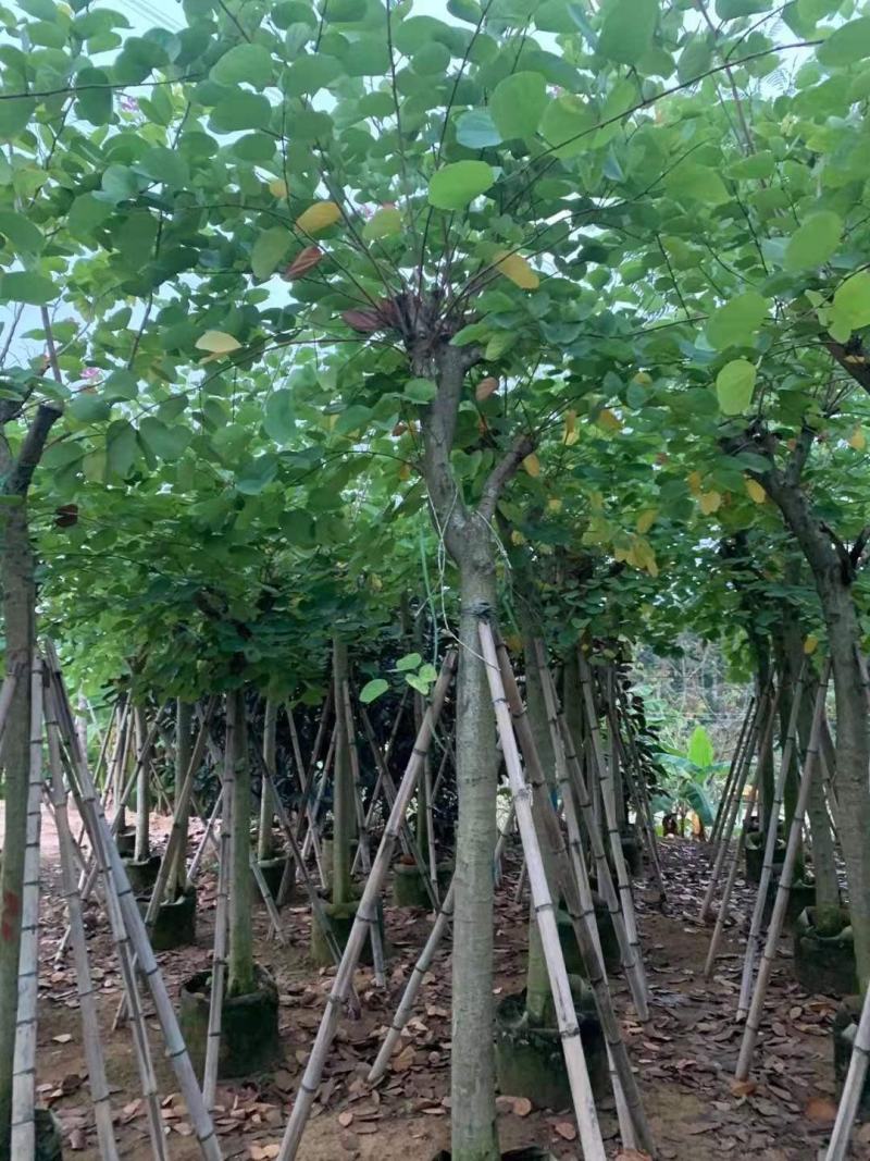 红花紫荆10-16公分大量供应欢迎来电咨询采购