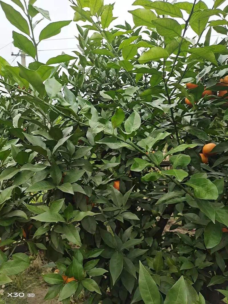 柑橘枝条爱莎沙糖桔(华美1号)非常有潜力的一个新品种。