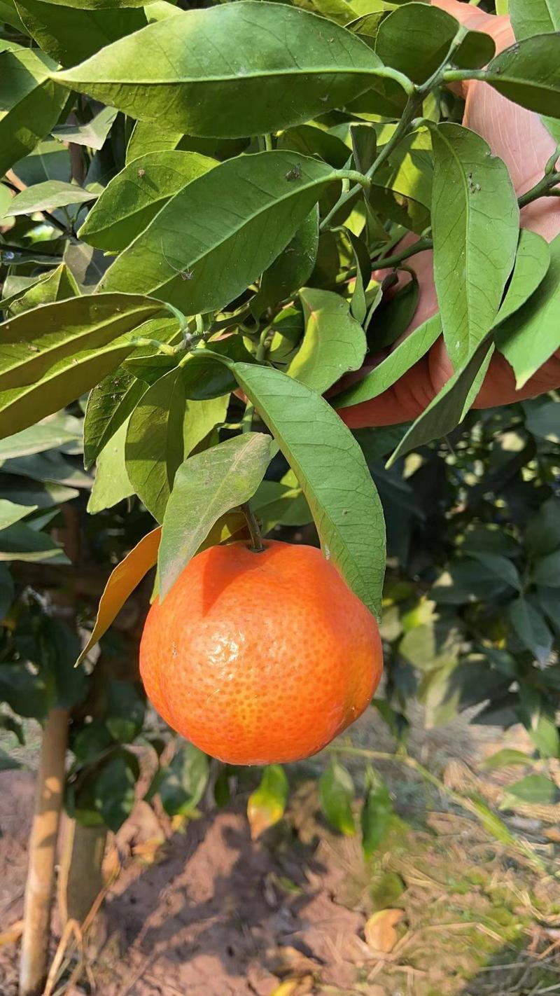 柑橘枝条爱莎沙糖桔(华美1号)非常有潜力的一个新品种。