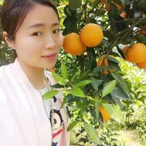血橙湖北橙子柑橘看货采摘，保质保量，欢迎来电