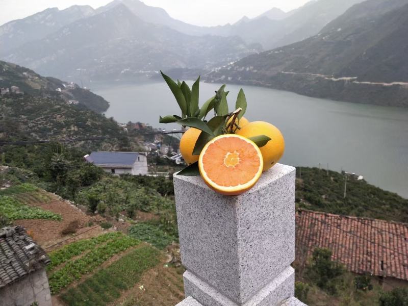 血橙湖北橙子柑橘看货采摘，保质保量，欢迎来电