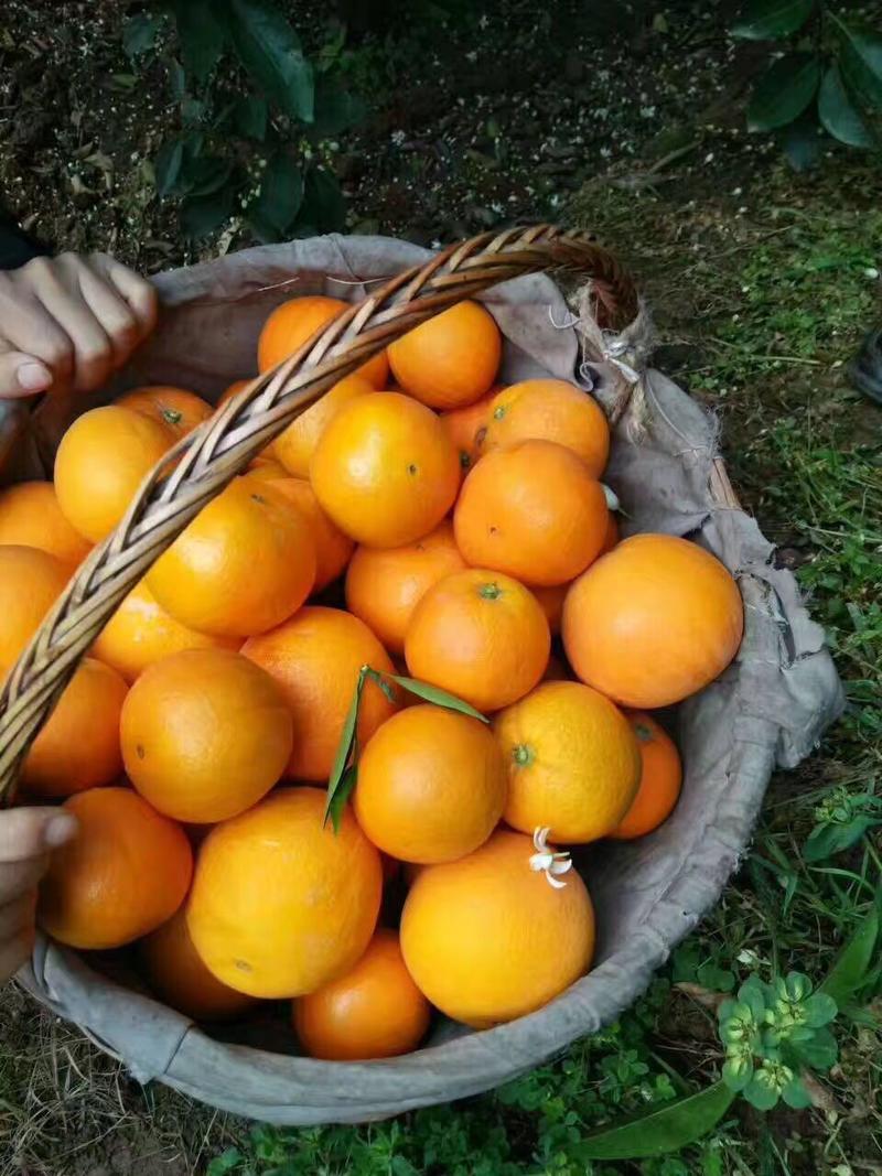 血橙湖北橙子柑橘看货采摘，保质保量，欢迎来电