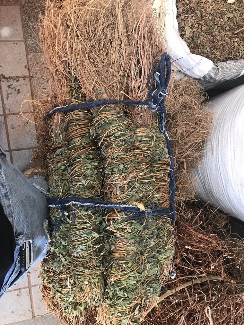 鸡骨草带叶扎把青绿鸡骨草支持线上交易