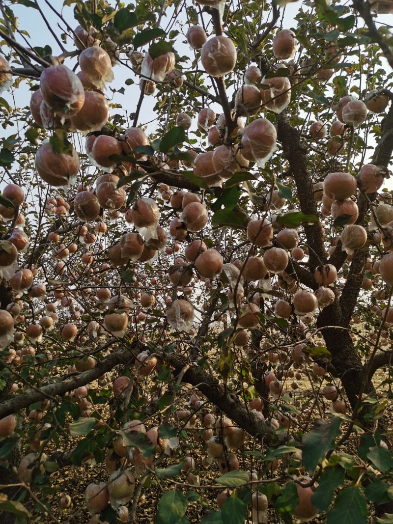 本地红富士苹果大量有货